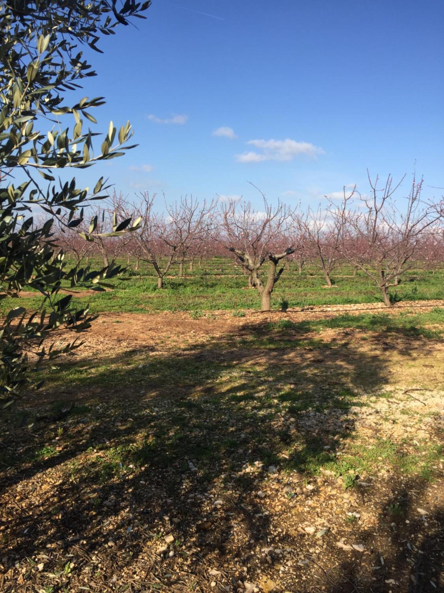 Masseria Gravelle 투리 외부 사진
