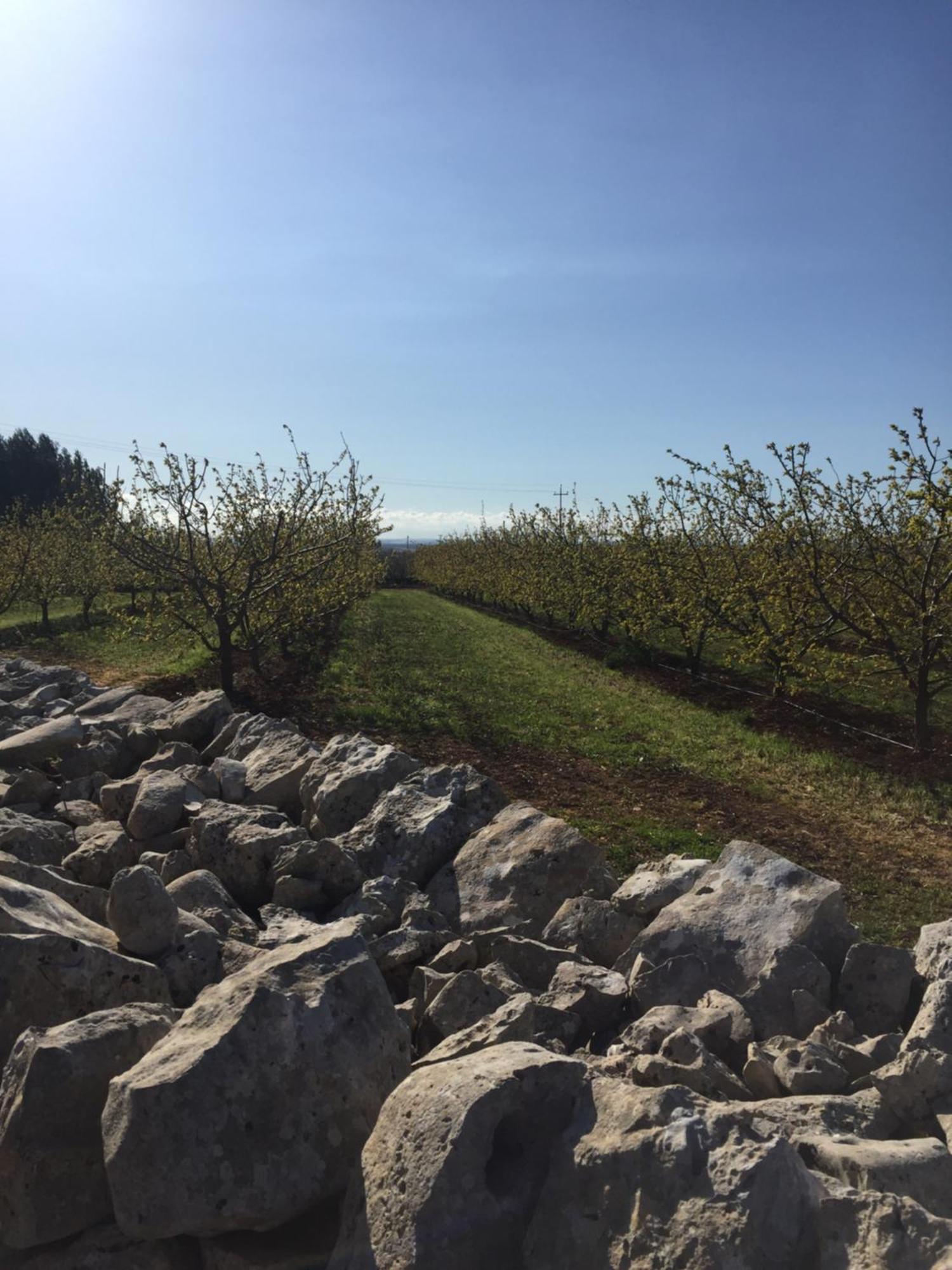 Masseria Gravelle 투리 외부 사진